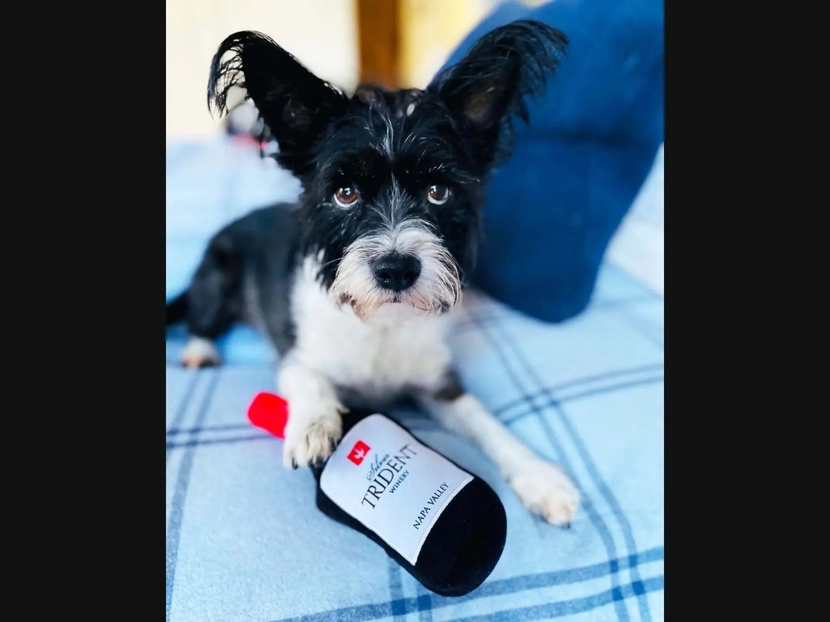 Winery Restaurants in Napa Excel at Wine Pairings